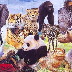 Endangered species finally get much needed&nbsp;attention