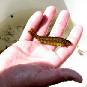 Do Environmental Regulations and Economic Growth&nbsp;Conflict?