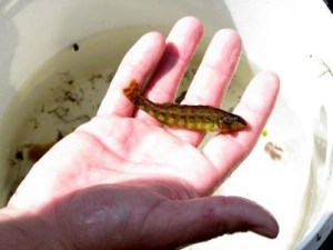 A picture of a Cumberland darter