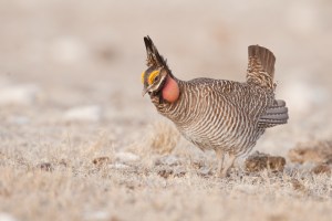 A Lesser Prairie Chicken