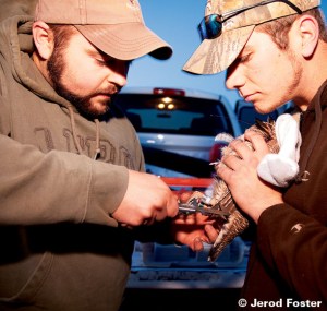 Researchers tag a Lesser Prairie Chicken 
