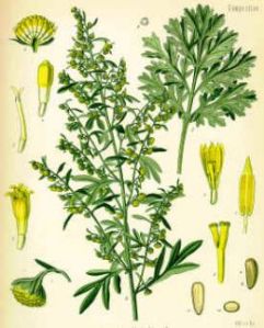 Wormwood