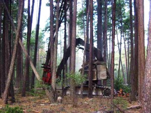 Mechanical thinning of a tree stand.