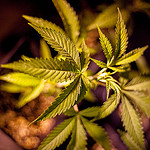 The Marijuana Revolution